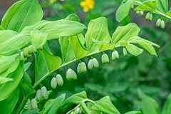 Solomon seal plants for sale  Delivered anywhere in USA 