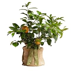 Magnolia company meyer for sale  Delivered anywhere in USA 