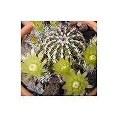 Pezzi echinocereus viridifloru usato  Spedito ovunque in Italia 