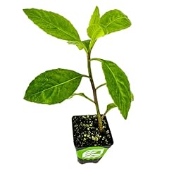 Longevity spinach live for sale  Delivered anywhere in USA 