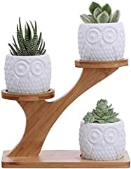 Kpuy owl succulent for sale  Delivered anywhere in UK