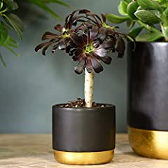 Aeonium arboreum stem for sale  Delivered anywhere in UK