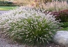 Hamlen grass inch for sale  Delivered anywhere in USA 