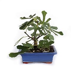 Kentis bonsai ficus usato  Spedito ovunque in Italia 