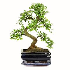 Bonsai baum keramik gebraucht kaufen  Wird an jeden Ort in Deutschland