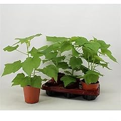Zimmerlinde sparmannia african gebraucht kaufen  Wird an jeden Ort in Deutschland