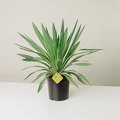Plantì yucca gloriosa usato  Spedito ovunque in Italia 