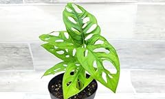 Monstera adansonii philodendro for sale  Delivered anywhere in USA 