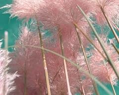 Pink pampas grass for sale  Delivered anywhere in USA 