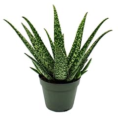 Aloe medivera nouvelle d'occasion  Livré partout en France