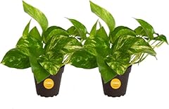 Costa farms pothos for sale  Delivered anywhere in USA 