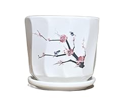 New 6.5 birds for sale  Delivered anywhere in USA 