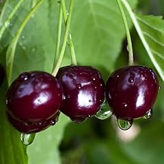 Black cherry tree for sale  Delivered anywhere in USA 