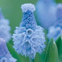 Votaniki muscari azureum for sale  Delivered anywhere in USA 