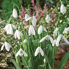 Pack large snowdrop for sale  Delivered anywhere in UK