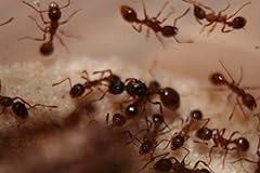 Antsrus live ants for sale  Delivered anywhere in UK