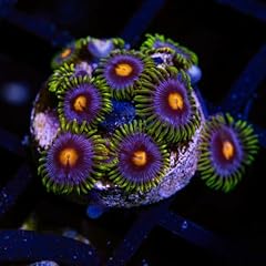 Shore aquatic beginner for sale  Delivered anywhere in USA 