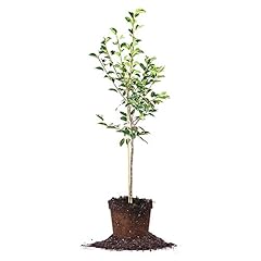 Kieffer pear tree for sale  Delivered anywhere in USA 