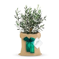 Carbeth plants olive for sale  Delivered anywhere in UK