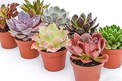 Live echeveria succulent for sale  Delivered anywhere in USA 