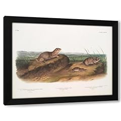 John woodhouse audubon for sale  Delivered anywhere in USA 