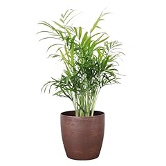Thorsen greenhouse parlor for sale  Delivered anywhere in USA 