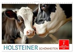 Holsteiner schönheiten calven gebraucht kaufen  Wird an jeden Ort in Deutschland