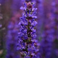 Salvia nemorosa deep for sale  Delivered anywhere in UK