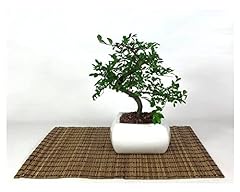 Bonsai olmo vaso usato  Spedito ovunque in Italia 