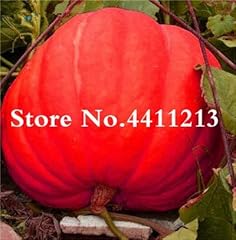 10pcs giant pumpkin gebraucht kaufen  Wird an jeden Ort in Deutschland