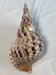 Shell specimen charonia for sale  Delivered anywhere in USA 