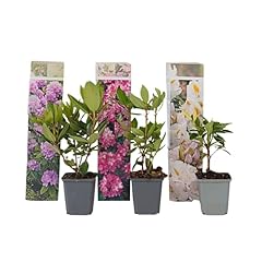 Plant box rhododendron gebraucht kaufen  Wird an jeden Ort in Deutschland