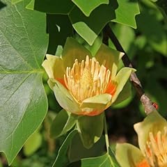 Seeds tulip poplar for sale  Delivered anywhere in USA 
