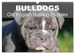Bulldogs old english for sale  Delivered anywhere in UK