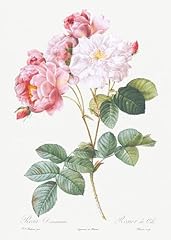 Eurisko studios botanical for sale  Delivered anywhere in USA 