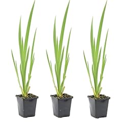 Iris pseudacorus iris usato  Spedito ovunque in Italia 
