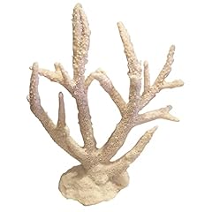 Bleached staghorn acropora for sale  Delivered anywhere in USA 