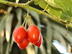 Cyphomandra betacea tomate de árbol Semillas Flores, usado segunda mano  Se entrega en toda España 