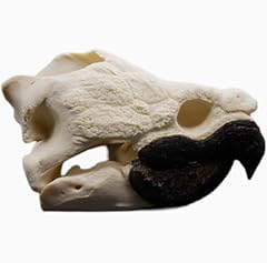 Original alligator turtle for sale  Delivered anywhere in USA 