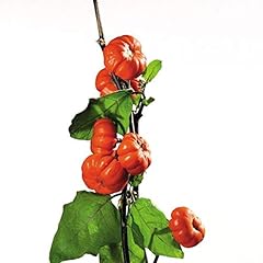 Pumpkin stick eggplant for sale  Delivered anywhere in USA 