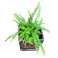 Plantvers live fern for sale  Delivered anywhere in USA 