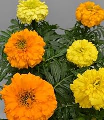 Marigold african antigua for sale  Delivered anywhere in UK