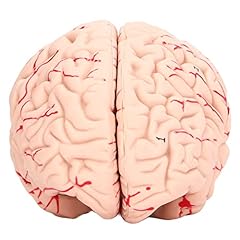 Stampo cerebrale cranio usato  Spedito ovunque in Italia 