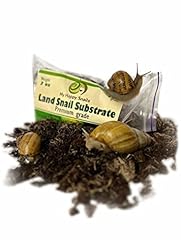 Premium land snail for sale  Delivered anywhere in USA 