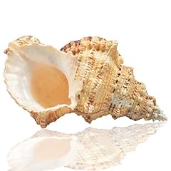 Jangostor grands coquilles d'occasion  Livré partout en France