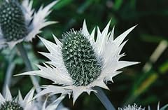 Eryngium giganteum 11x11 gebraucht kaufen  Wird an jeden Ort in Deutschland