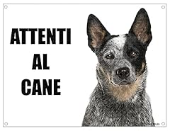 Australian cattle dog usato  Spedito ovunque in Italia 