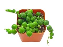 Succulents plants live for sale  Delivered anywhere in USA 