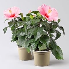 Hibiskus rosa topf gebraucht kaufen  Wird an jeden Ort in Deutschland