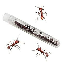 Insect lore tube for sale  Delivered anywhere in USA 